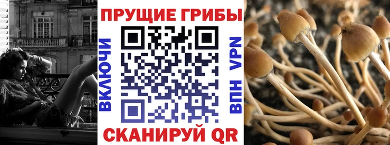 Купить где  Назрань  Галлюциногенные грибы Magic Shrooms 